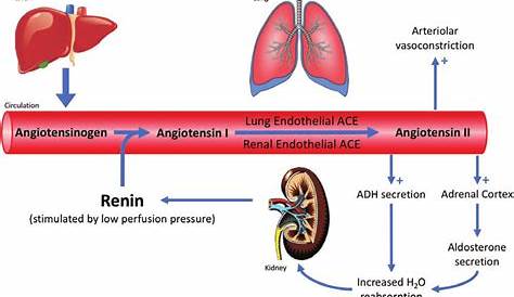 Angiotensin Ii Aldosterone Synthesis Effects Of Receptor Blockade On