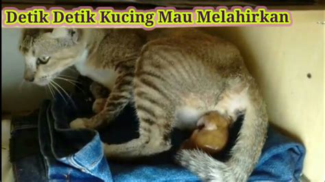 Saudari Tri Astini Suyatno berbagi foto dan pengalaman dalam membantu kucing melahirkan Kucing gue