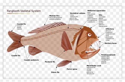 Angler Fish Anatomy