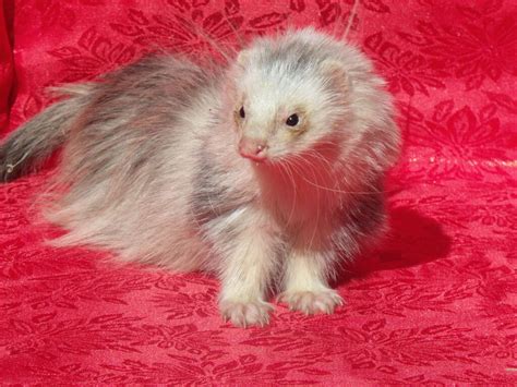 Discover 8 Insights angora ferret Their Unique Pet World Unveiled