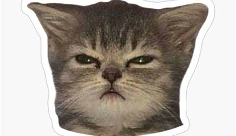 A Angry Cat - Cat - Sticker | TeePublic