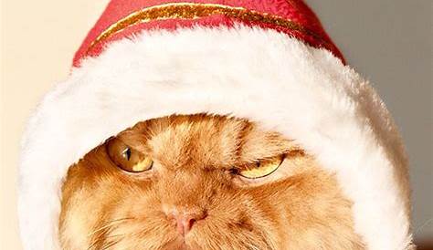 The Christmas Blog 2017: This Christmas Grumpy Cat And Friends Wish You
