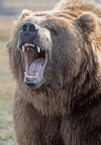 Angry Bear GIFs Find & Share on GIPHY
