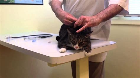 angry cat vet youtube