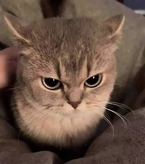 Angry Kitty
