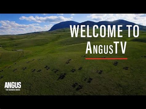 angus association animal search