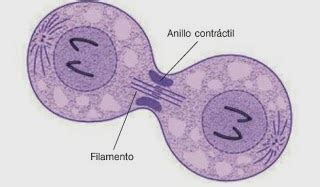 Ilustración del anillo contráctil compuesto por filamentos de actina y miosina