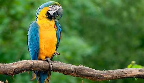 Conheça 7 animais típicos da exuberante fauna brasileira | Adventure Club