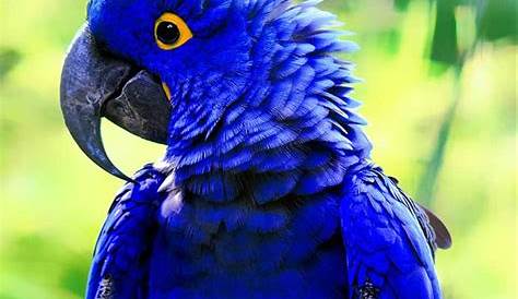 42 melhor ideia de fauna brasileira | fauna brasileira, animais