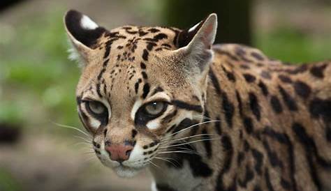15 Animais Selvagens - O que são, exemplos, no Brasil e no mundo
