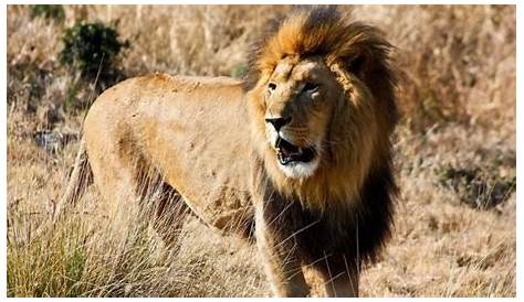 Animais Selvagens em Extinção na África - Animal Planeta Selvagem