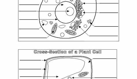 Plant and Animal Cell Diagrams Profesor de biología