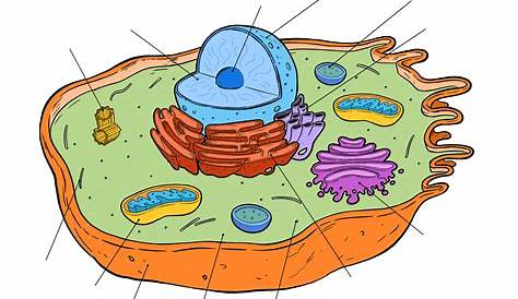 Animal And Plant Cell Diagram Without Labels Bacon Wiring Database