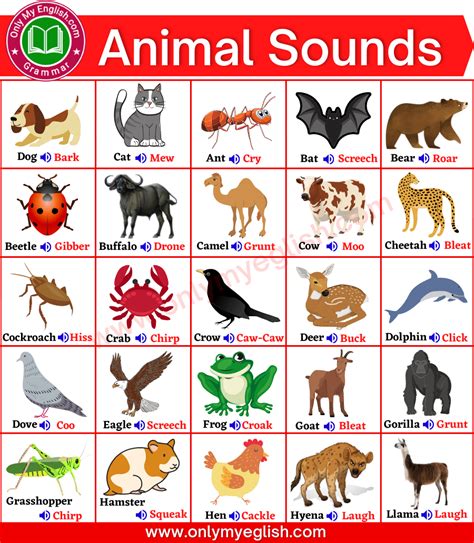 Animal And Sounds