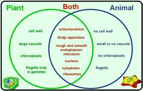 a Animal and plant cell Venn diagram Download