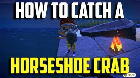 Horseshoe Crab! Animal Crossing New Horizons YouTube