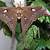 animal crossing oak silk moth