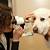 animal eye care clinic athens, ga
