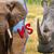 animal face off rhino vs elephant