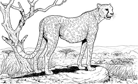 animal faces coloring pages cheetah