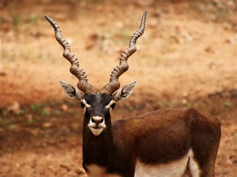 wow! world record rack Animals with horns, Unusual
