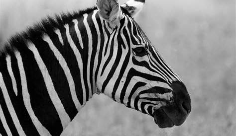 Free Images : animal, giraffe, head and black, white 2999x1999