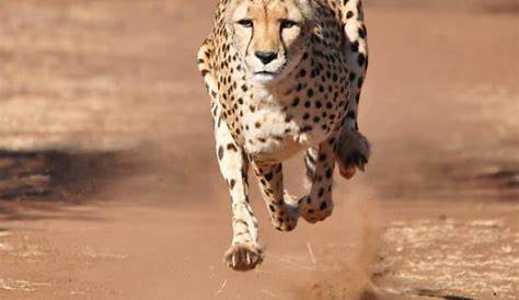 Top 5 des animaux les plus rapides du monde - Animalaxy