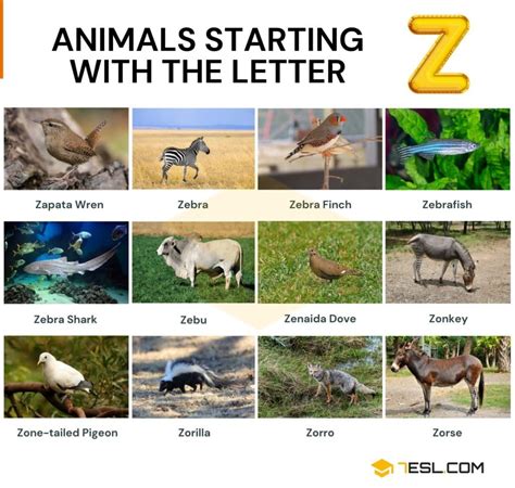 Animal Names That Start With The Letter Z