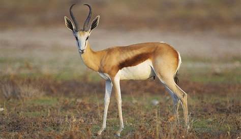 A la rencontre des animaux sauvages en Afrique du Sud - Assiettes