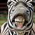 animal noises zebra
