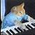animal piano playing gif