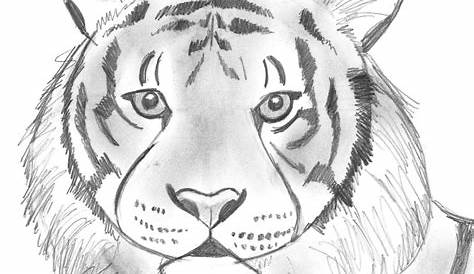 Pencil Drawing Images Animals at GetDrawings | Free download