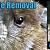 animal removal toledo oh
