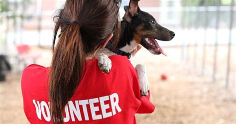 Where to Volunteer With Animals Las Vegas Little White Dog Co. Las