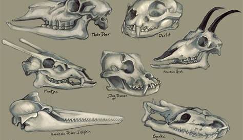 Animal Skull Study by Little-Calvin on DeviantArt
