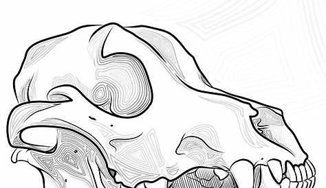 Animal Skull Drawing At Getdrawings - Drawings Of Animal Skulls, HD Png