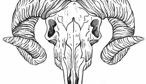 Ram head / skull / black and white / fine line / tattoo / design / art