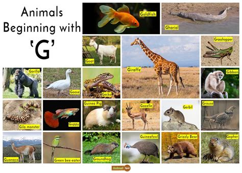 Animal That Start With Letter G