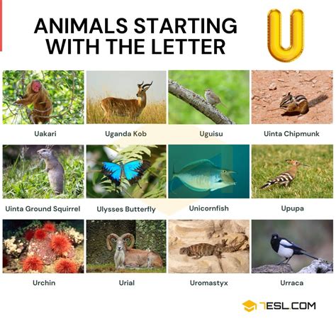 Animal That Starts With U In English
