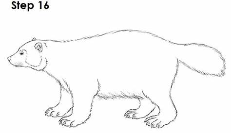 wolverine animal - Google Search | Animals, Humanoid sketch