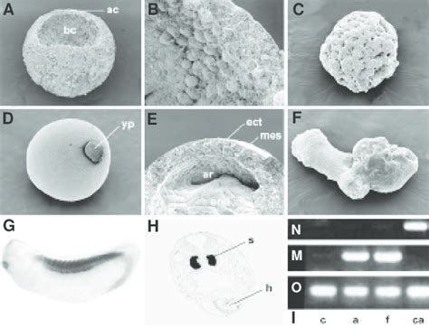 Animal Cap Cells Ectoderm