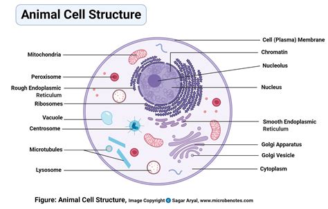Animal Cell Structure And Function A Level