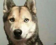 animal control st cloud fl