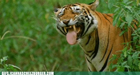 Animal Species That Are Too Weird For Earth (16 gifs)