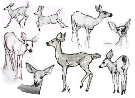 animal drawing reference