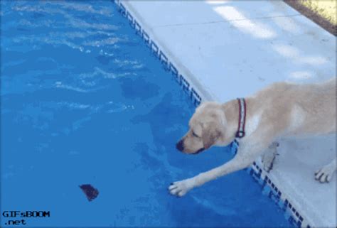 Animal Fail Gifs Tumblr