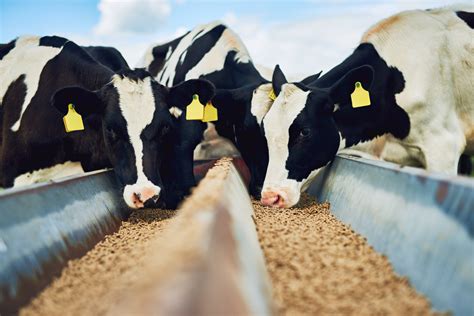 animal feed manufacturers in nigeria
