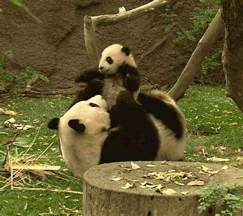 He's ALWAYS hungry Panda bear, Cute panda, Panda