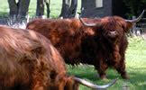 animal health aberdeenshire