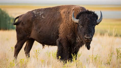 Animal Image Bison